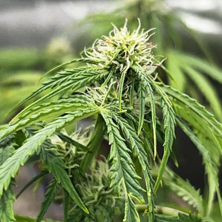 Nebula Punch Auto FrostFireSeeds