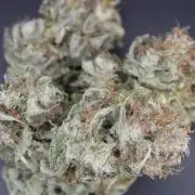 Darkside Cookies Auto Precursor Genetics