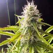 Gorilla Z Auto