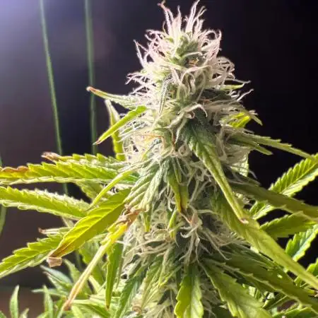 Gorilla Z Auto