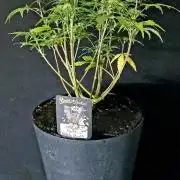 Nebula Punch Auto FrostFireSeeds