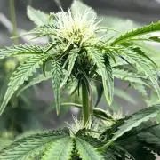 Blue Bourbon Smash Auto Aeque Genetics