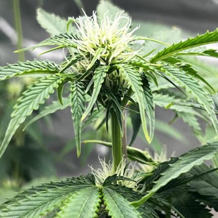 Blue Bourbon Smash Auto Aeque Genetics