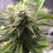 Darkside Cookies Auto Precursor Genetics