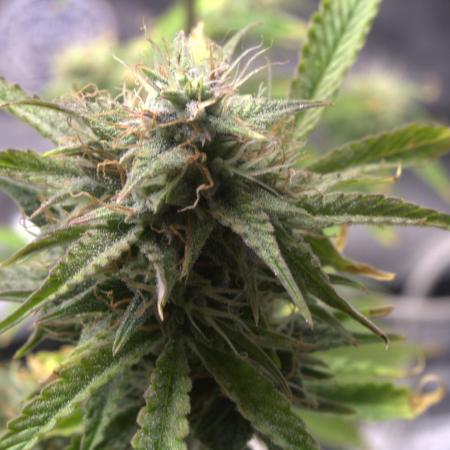 Darkside Cookies Auto Precursor Genetics