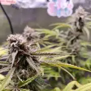 Nebula Punch Auto FrostFireSeeds