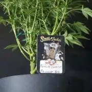 Darkside Cookies Auto Precursor Genetics