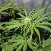 Nebula Punch Auto FrostFireSeeds