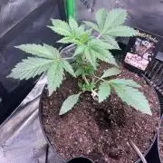 Darkside Cookies Auto Precursor Genetics