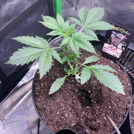 Darkside Cookies Auto Precursor Genetics