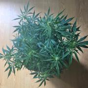 Eternity Cup 26 - Sticky Broccoli (Hunt)