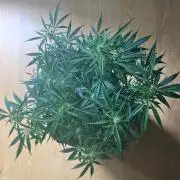 Eternity Cup 26 - Sticky Broccoli (Hunt)