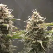 Blue Bourbon Smash Auto Aeque Genetics