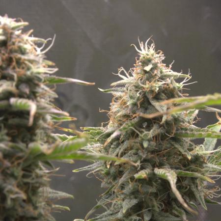 Blue Bourbon Smash Auto Aeque Genetics