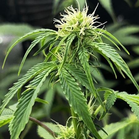 Darkside Cookies Auto Precursor Genetics