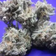 Nebula Punch Auto FrostFireSeeds