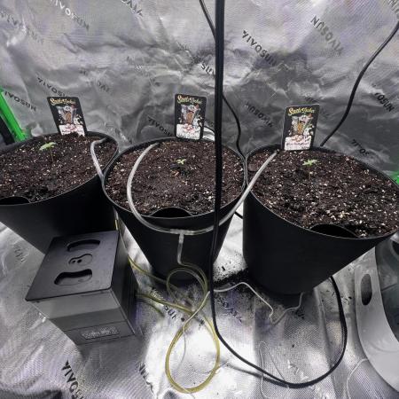 Blue Bourbon, Darkside Cookies & Nebula