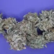 Nebula Punch Auto FrostFireSeeds