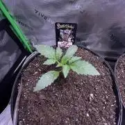 Blue Bourbon, Darkside Cookies & Nebula