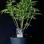 Blue Bourbon Smash Auto Aeque Genetics