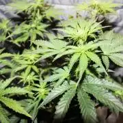 Blue Bourbon Smash Auto Aeque Genetics