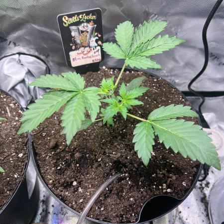 Blue Bourbon Smash Auto Aeque Genetics
