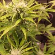 Darkside Cookies Auto Precursor Genetics