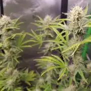 Blue Bourbon Smash Auto Aeque Genetics
