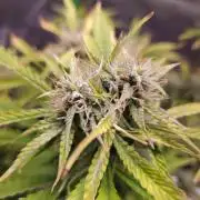 Darkside Cookies Auto Precursor Genetics