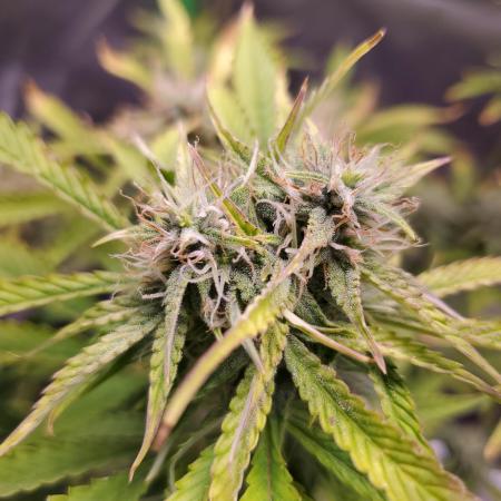 Darkside Cookies Auto Precursor Genetics