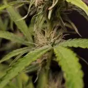 Blue Bourbon Smash Auto Aeque Genetics