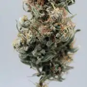 Blue Bourbon Smash Auto Aeque Genetics