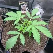 Blue Bourbon, Darkside Cookies & Nebula