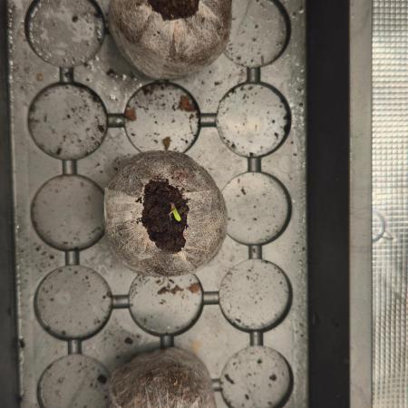 Cherry Poppers 🍒🍋