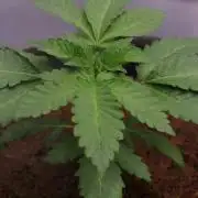 Blue Applez