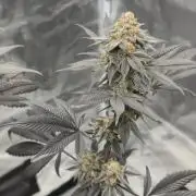 Cherry Poppers 🍒🍋