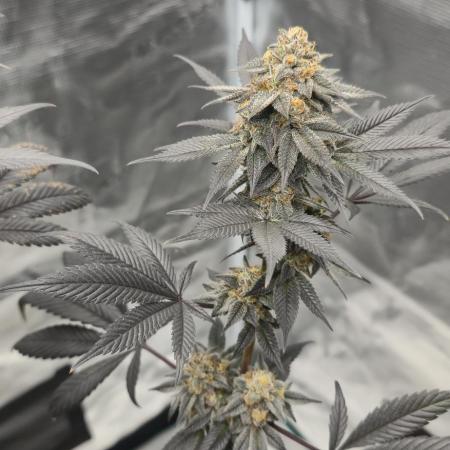 Cherry Poppers 🍒🍋