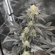 Cherry Poppers 🍒🍋