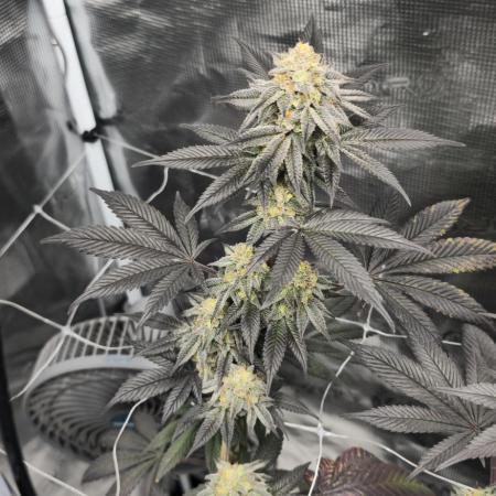 Cherry Poppers 🍒🍋