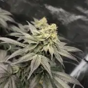 Cherry Poppers 🍒🍋