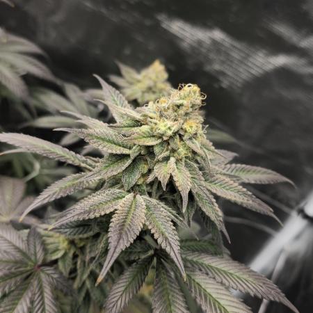 Cherry Poppers 🍒🍋