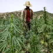 amnesia haze selección