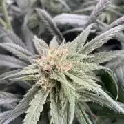 amnesia haze selección