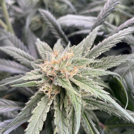 amnesia haze selección