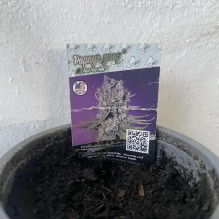 Papaya Cadifornia grow