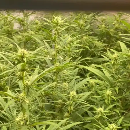 2 round amnesia haze selección