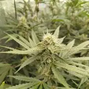 Dante's inferno x papaya zoap