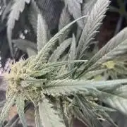 amnesia haze selección