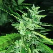 Mix papaya