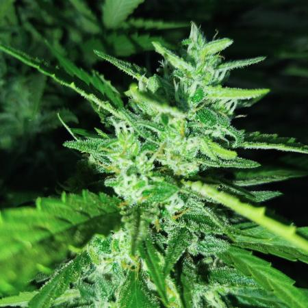 Mix papaya